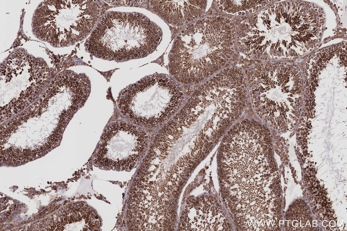 IHC staining of rat testis using 83594-4-RR