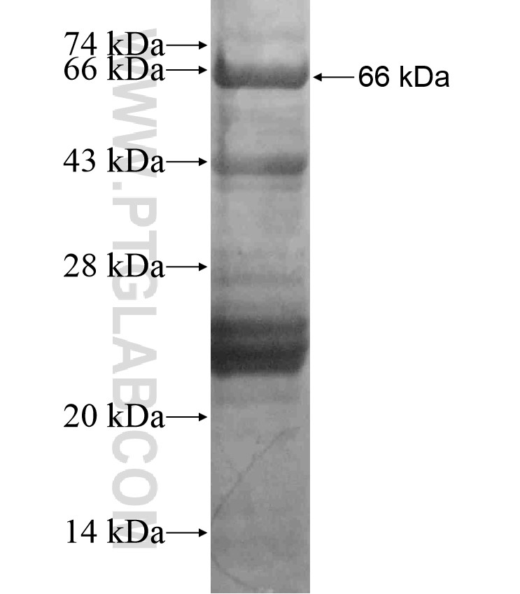 SENP1 fusion protein Ag18028 SDS-PAGE