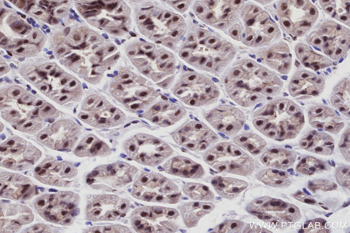 IHC staining of mouse stomach using 85837-3-RR IHC staining of mouse stomach using 85837-3-RR