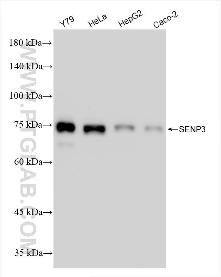 WB analysis using 85837-3-RR (same clone as 85837-3-PBS)