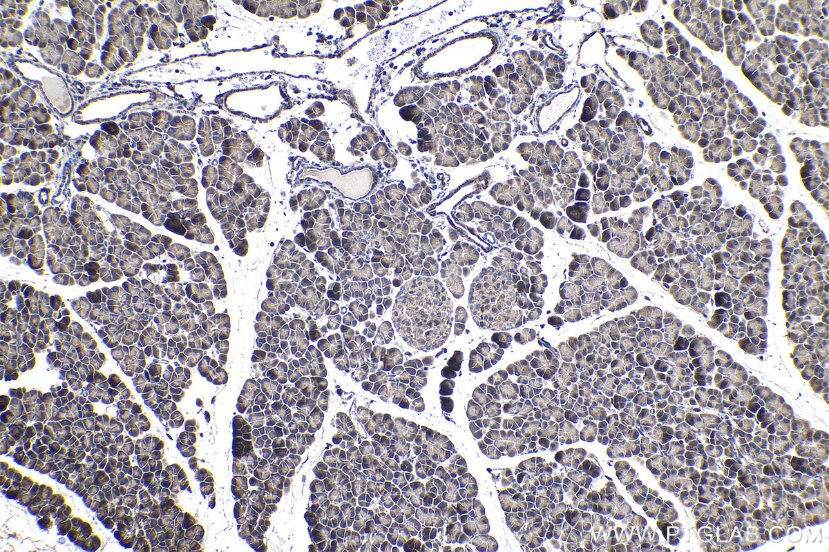 IHC staining of rat pancreas using 13479-1-AP