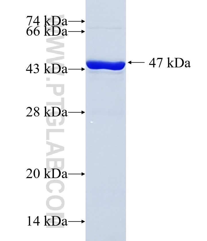 SENP8 fusion protein Ag35887 SDS-PAGE SENP8 fusion protein Ag35887 SDS-PAGE