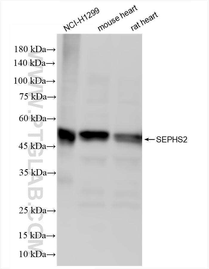 WB analysis using 86443-1-RR
