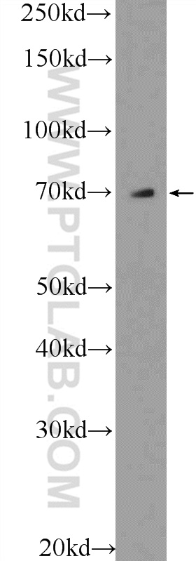 WB analysis of A549 using 55333-1-AP