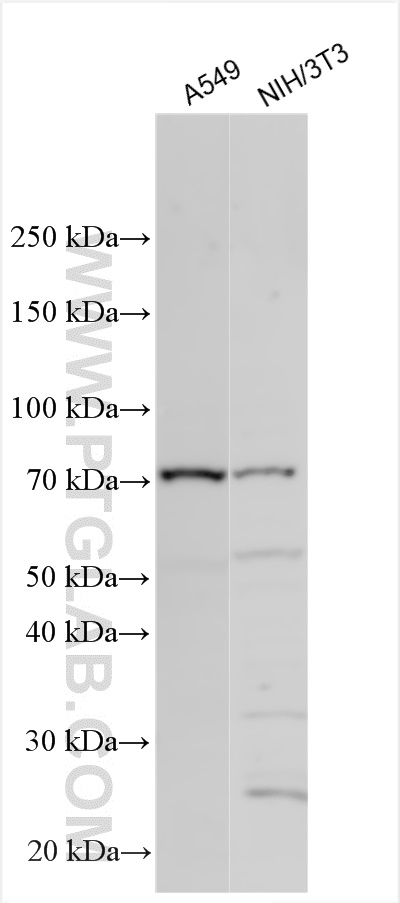 WB analysis using 55333-1-AP