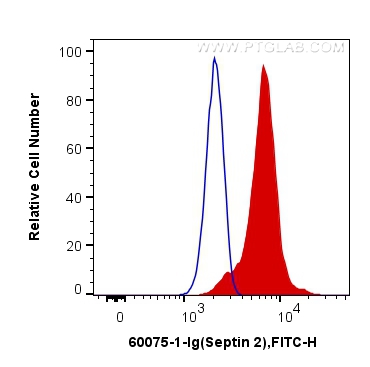 FC experiment of K-562 using 60075-1-Ig