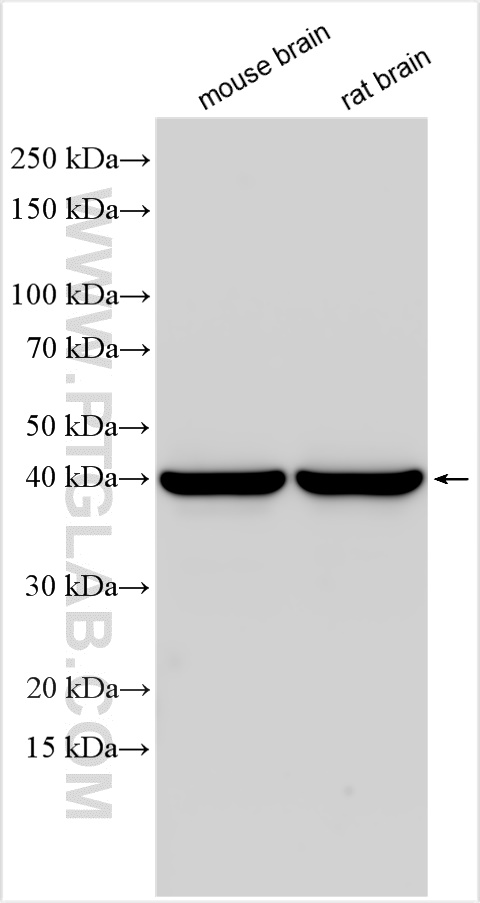WB analysis using 30146-1-AP