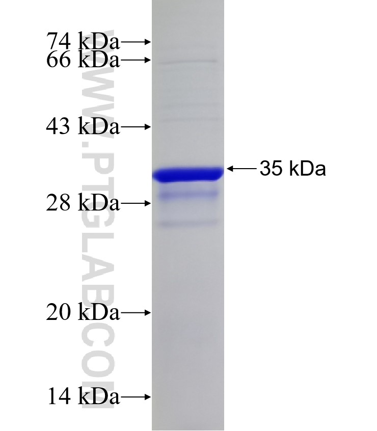 SEPT3 fusion protein Ag32890 SDS-PAGE