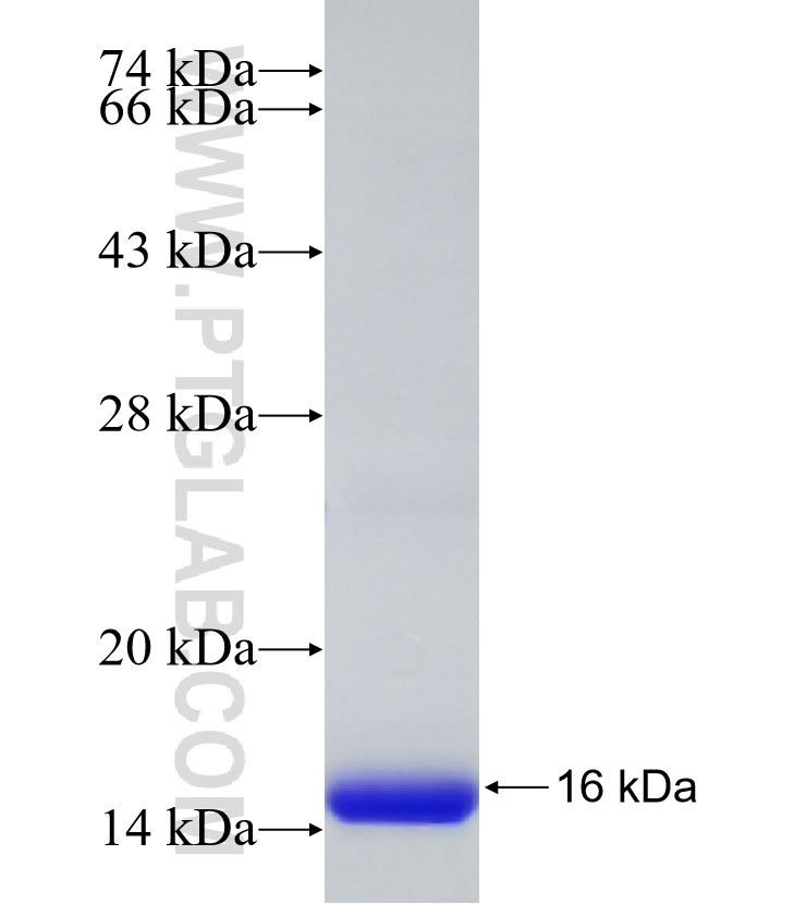 SEPT3 fusion protein Ag33187 SDS-PAGE