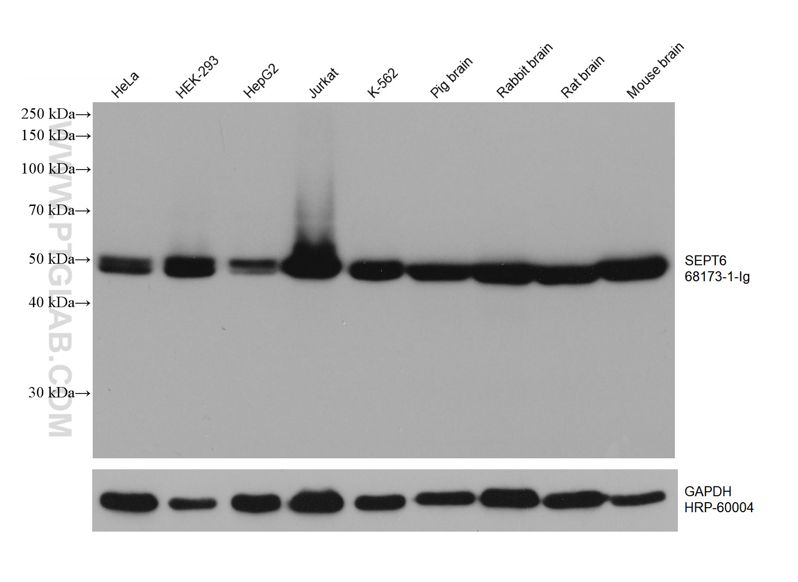 WB analysis using 68173-1-Ig