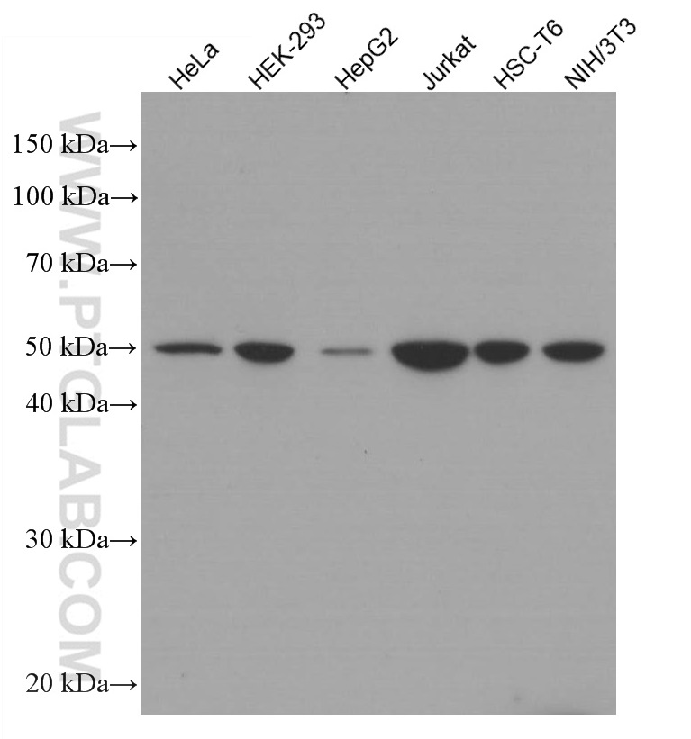 WB analysis using 66542-1-Ig