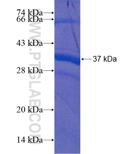 SEPT8 fusion protein Ag19114 SDS-PAGE