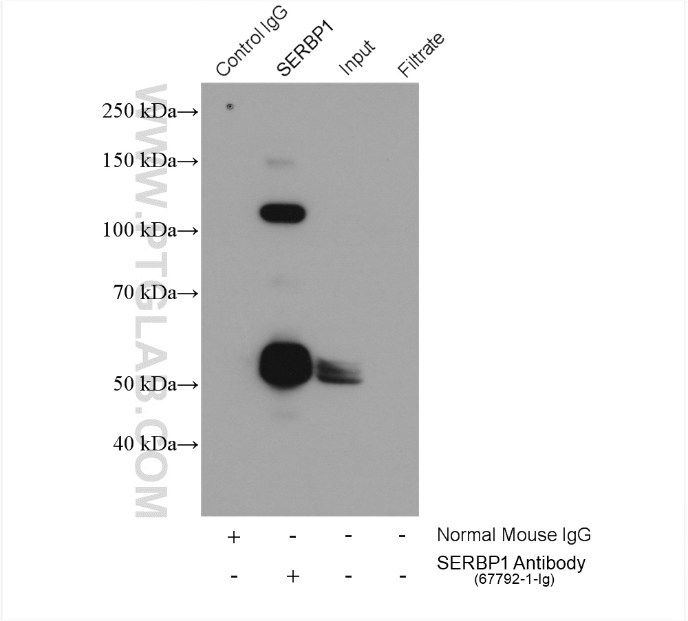 IP experiment of HeLa using 67792-1-Ig