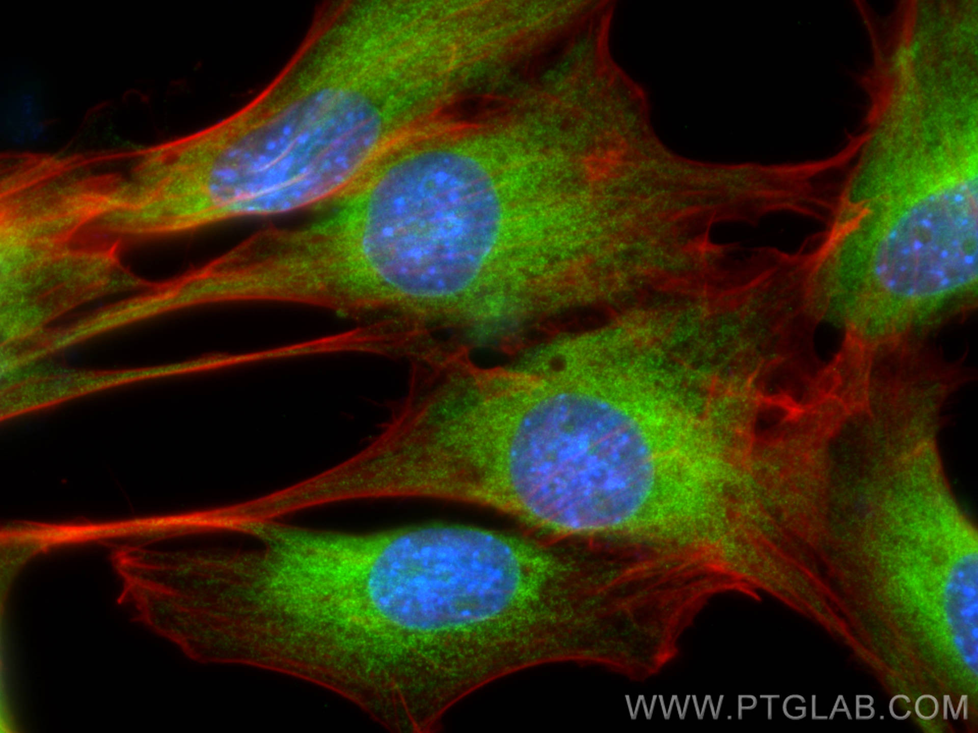 IF Staining of C2C12 using 27311-1-AP