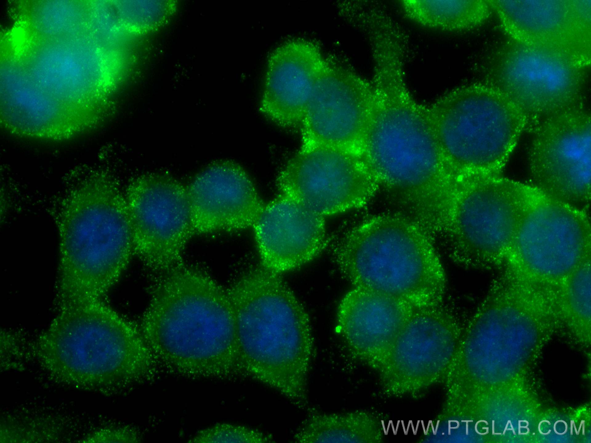 IF Staining of HT-29 using 68287-1-Ig