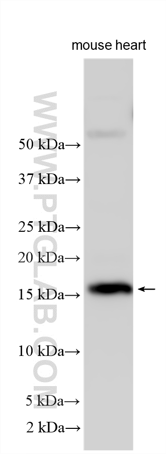 WB analysis using 12725-1-AP