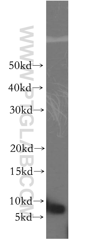 WB analysis of HepG2 using 11691-1-AP