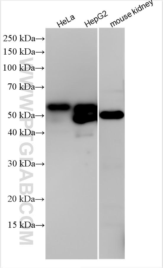 WB analysis using 16382-1-AP