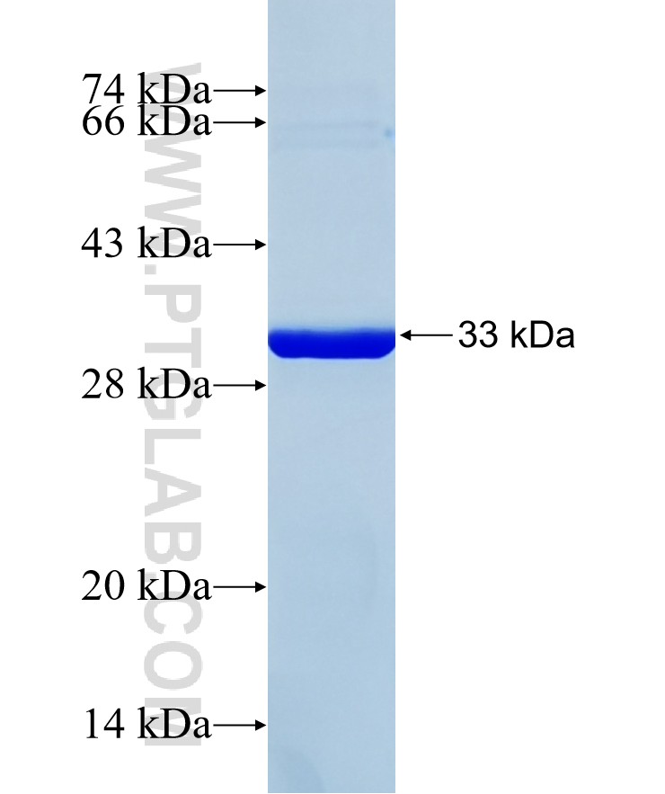 SERPINA11 fusion protein Ag37586 SDS-PAGE
