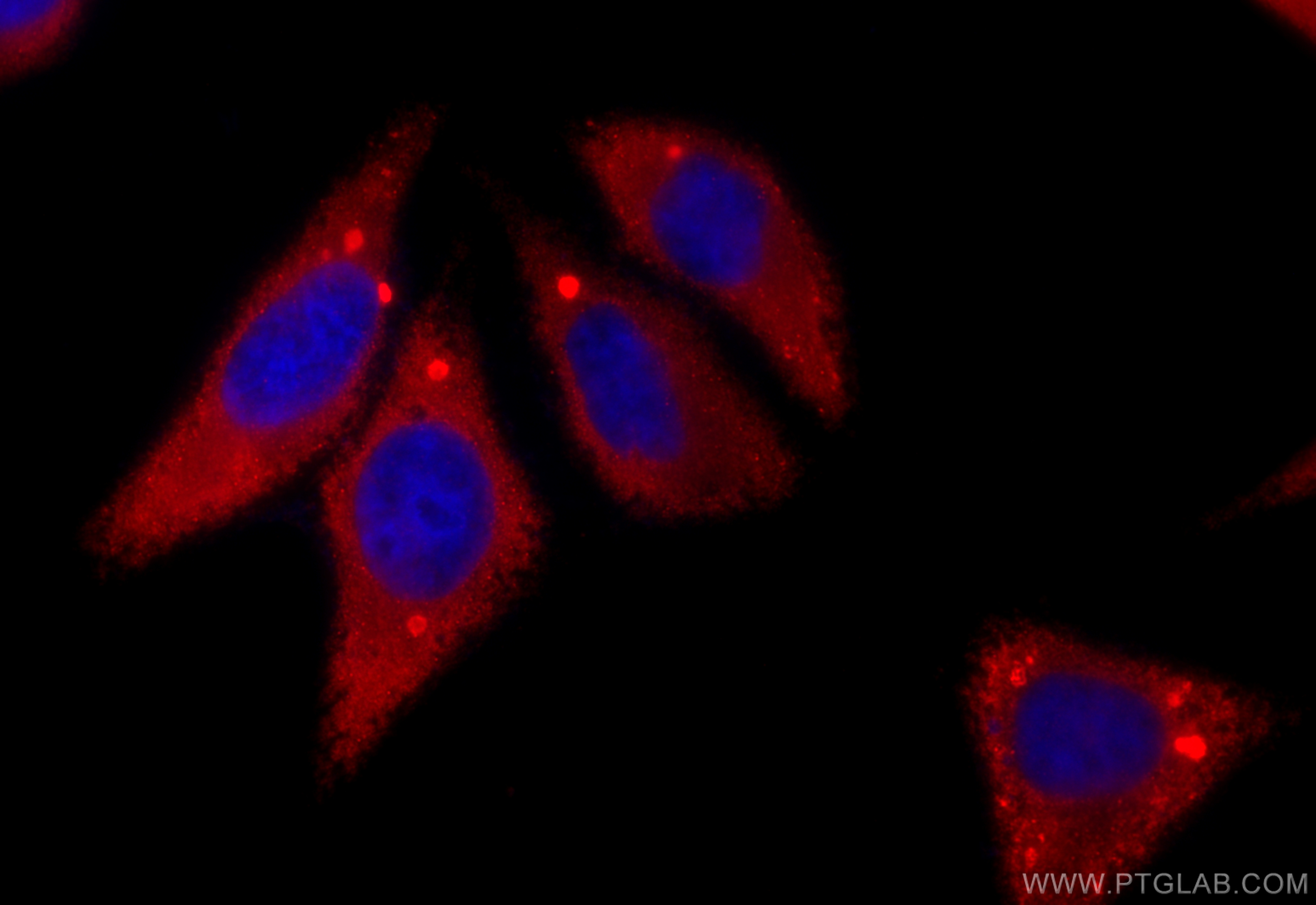 Immunofluorescent analysis of (-20°C Ethanol) fixed HepG2 cells using Protein C inhibitor antibody (10673-1-AP) at dilution of 1:200 and CoraLite®594-Conjugated Goat Anti-Rabbit IgG(H+L) (<a class='green' href='/productredirect?CatalogNo=SA00013-4' target='_blank'>SA00013-4</a>). IF Staining of HepG2 using 10673-1-AP