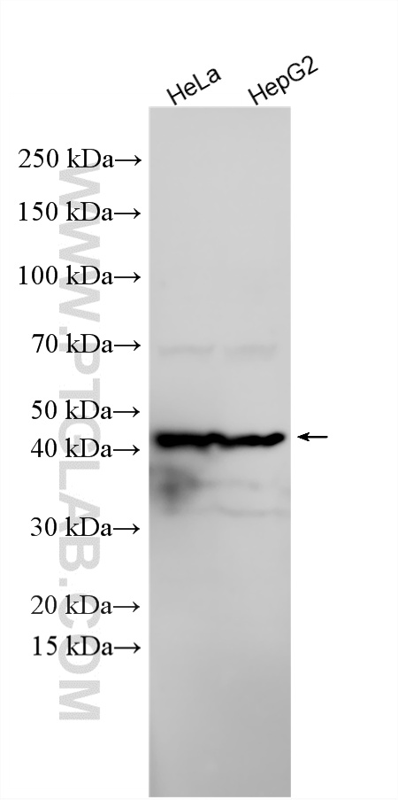 WB analysis using 10673-1-AP