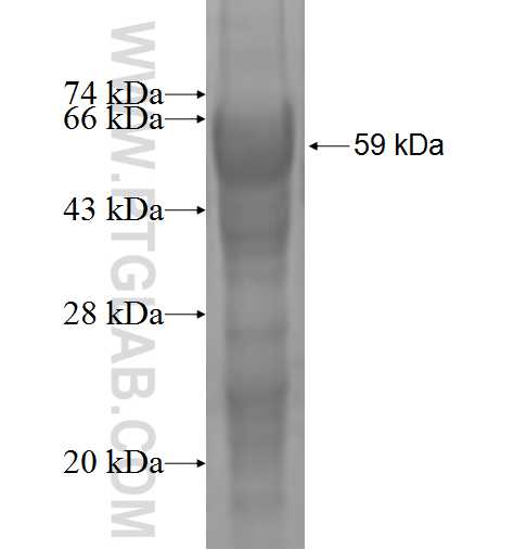 SERPINA5 fusion protein Ag1078 SDS-PAGE