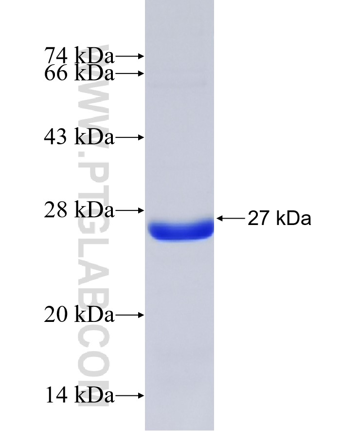 SERPINB1 fusion protein Ag35833 SDS-PAGE