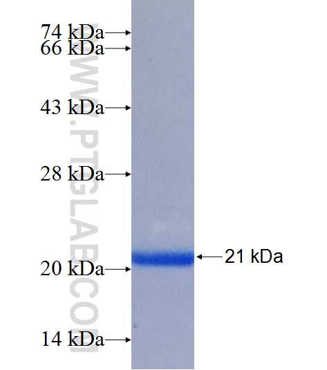 SERPINB12 fusion protein Ag26134 SDS-PAGE SERPINB12 fusion protein Ag26134 SDS-PAGE