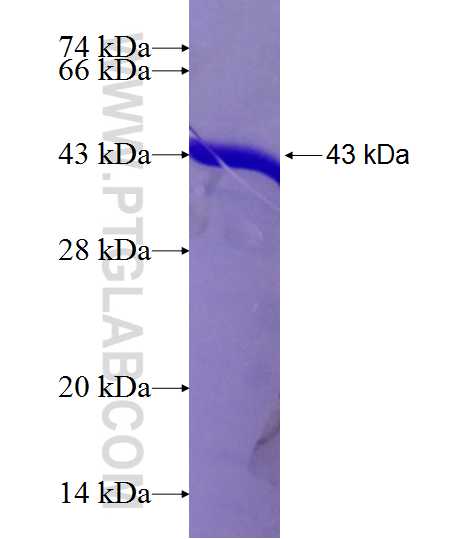 SERPINB3 fusion protein Ag8553 SDS-PAGE