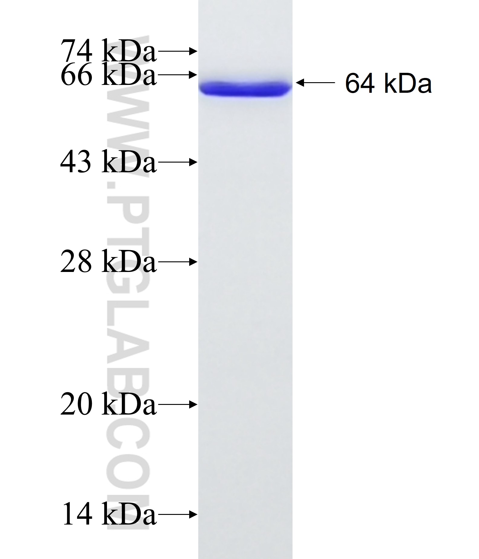 SERPINB4 fusion protein Ag1964 SDS-PAGE