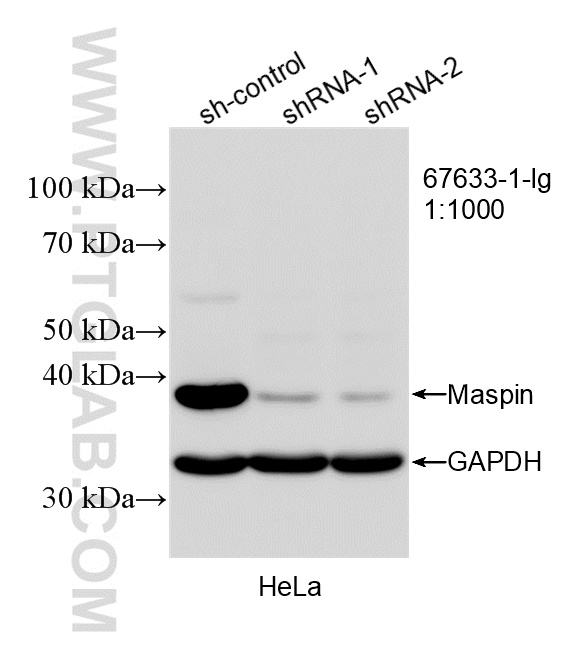 WB result of Maspin antibody (67633-1-Ig; 1:1000; incubated at room temperature for 1.5 hours) with sh-Control and sh-Maspin transfected HeLa cells. WB analysis of HeLa using 67633-1-Ig