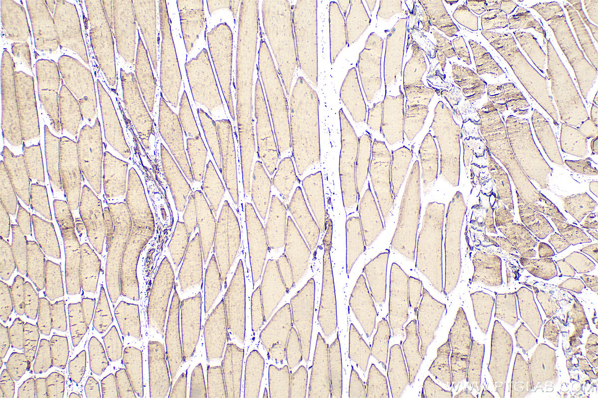 Immunohistochemical analysis of paraffin-embedded mouse skeletal muscle tissue slide using 14962-1-AP (SERPINB6 antibody) at dilution of 1:200 (under 10x lens). Heat mediated antigen retrieval with Tris-EDTA buffer (pH 9.0). IHC staining of mouse skeletal muscle using 14962-1-AP
