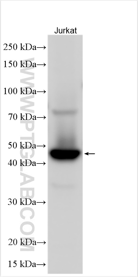 WB analysis using 13102-2-AP