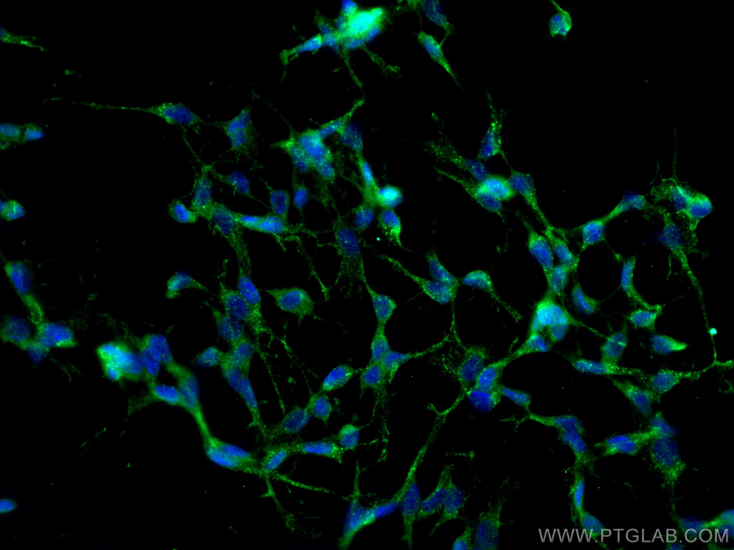 IF Staining of C6 using 67950-1-Ig