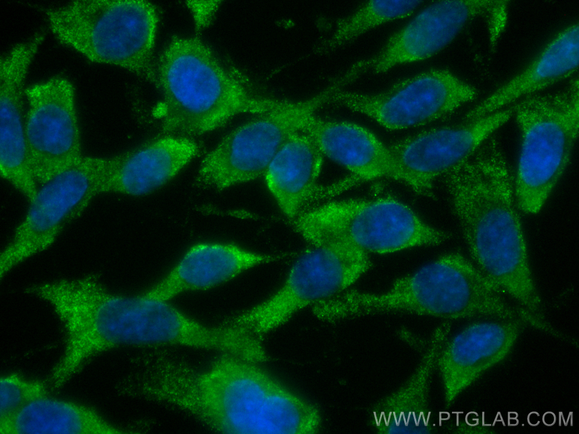 IF Staining of C6 using CL488-67950