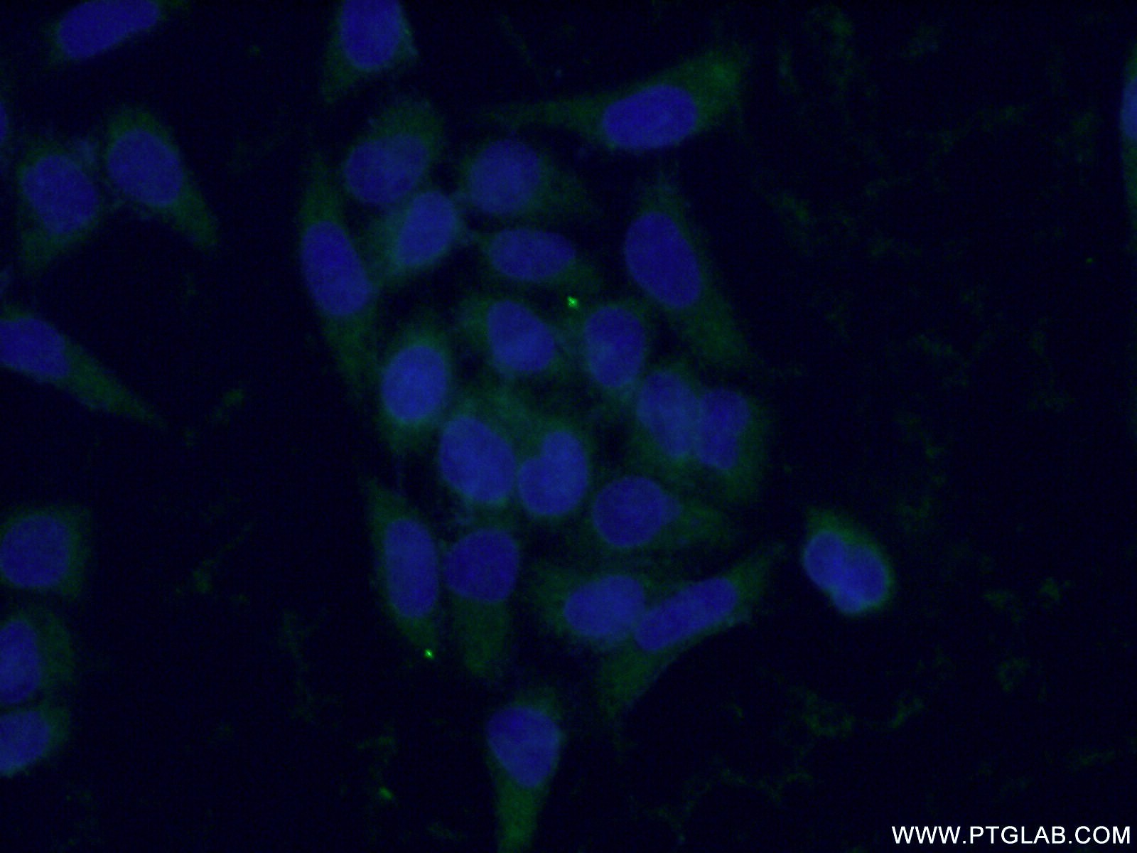 IF Staining of L02 using 66052-1-Ig