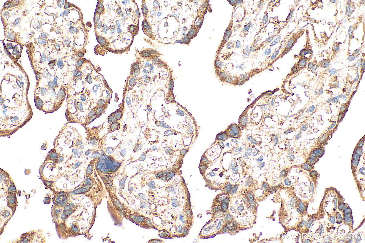 IHC staining of human placenta using 13801-1-AP