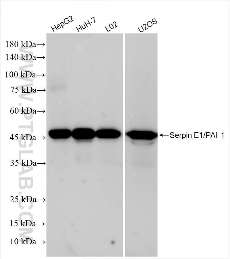 WB analysis using 85683-6-RR