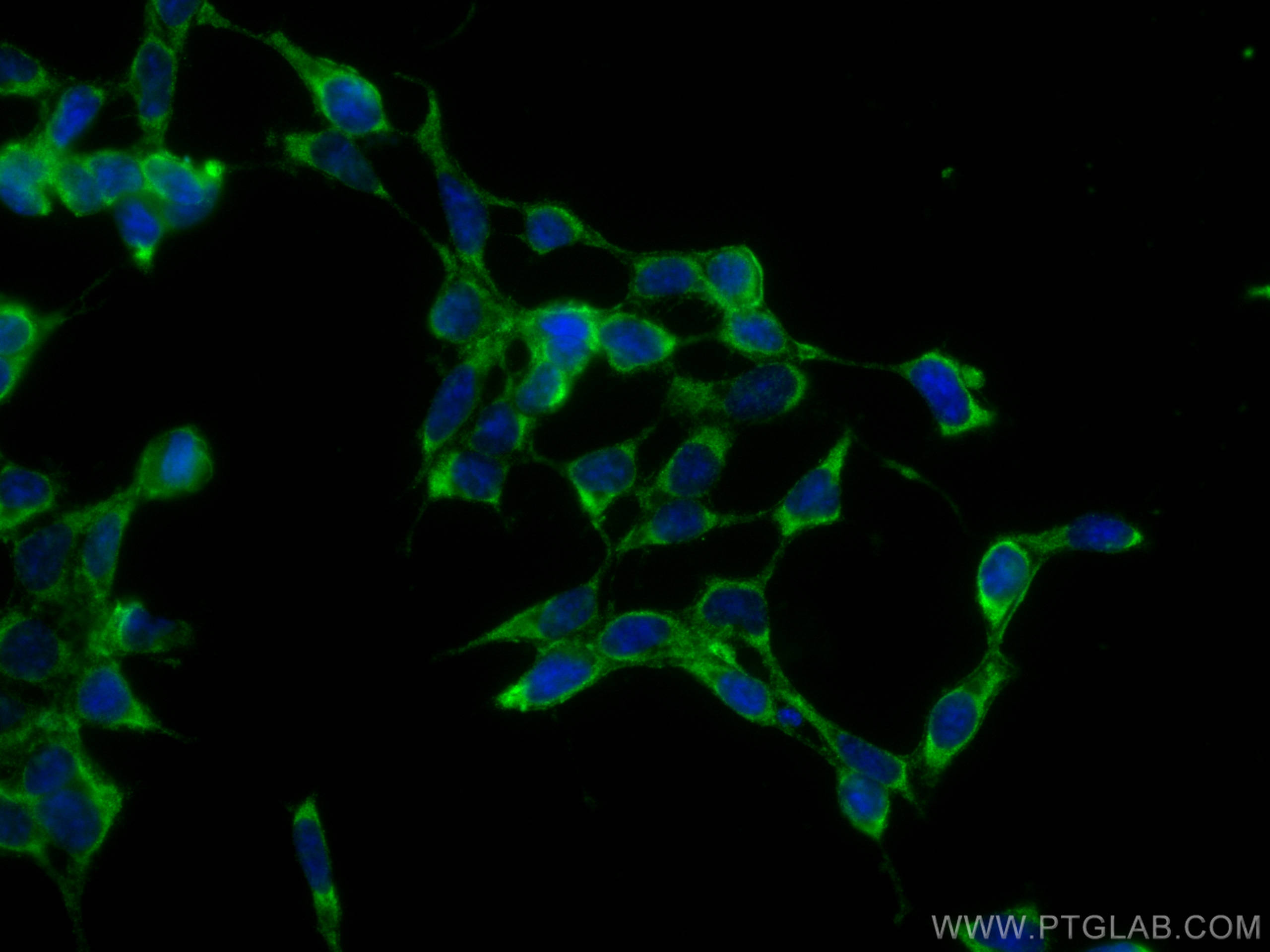 IF Staining of HEK-293 using CL488-66203