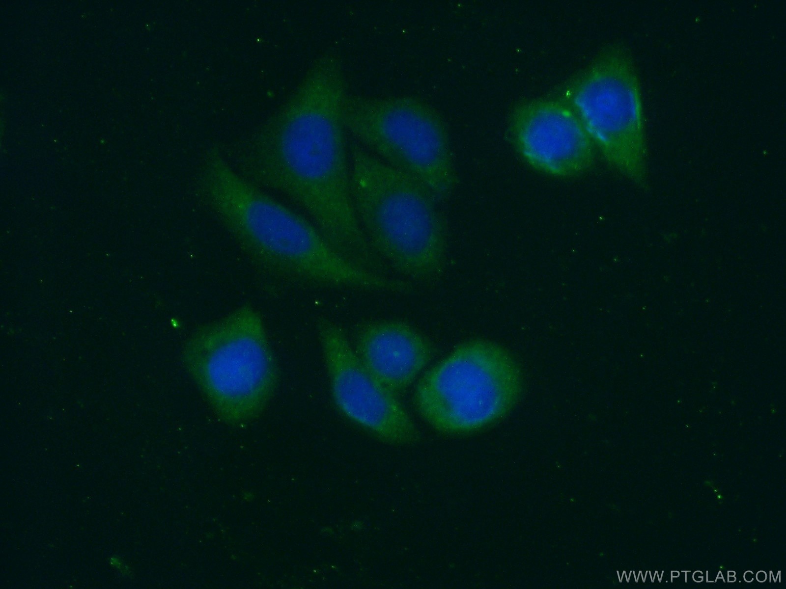 IF Staining of HepG2 using 13228-1-AP