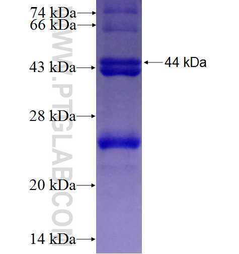 SERPINF2 fusion protein Ag6918 SDS-PAGE SERPINF2 fusion protein Ag6918 SDS-PAGE