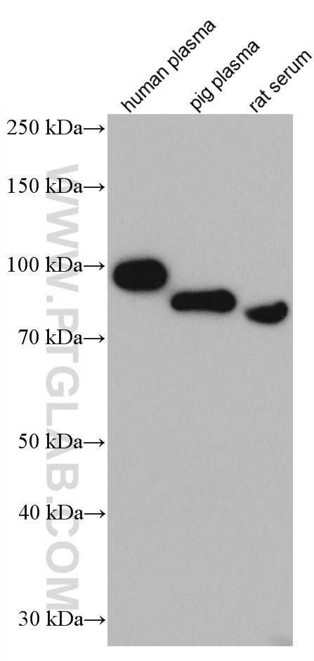 WB analysis using 66882-1-Ig