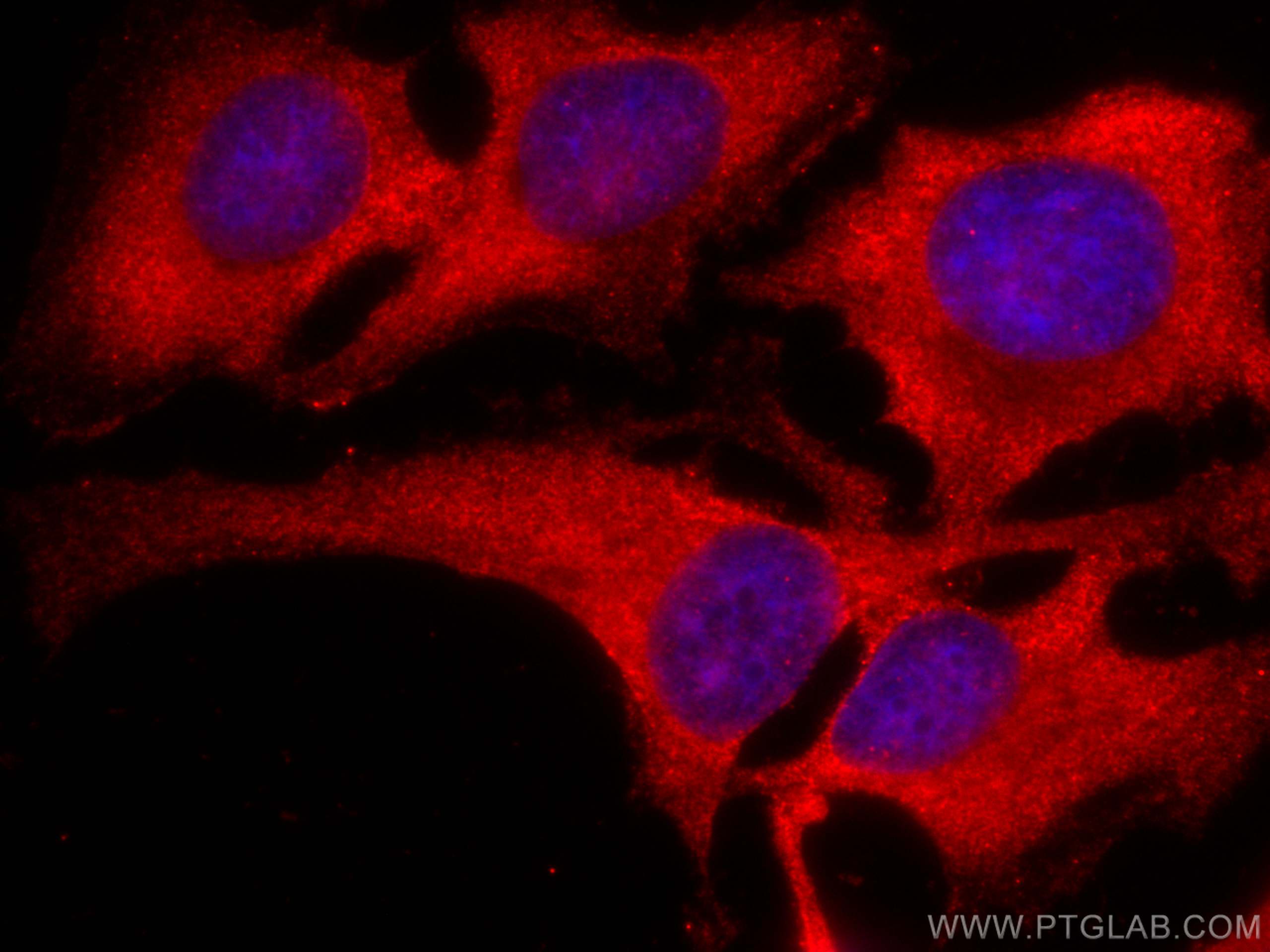 IF Staining of HeLa using CL594-66882