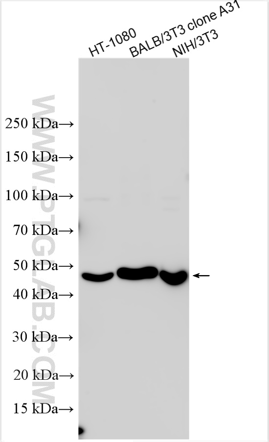 WB analysis using 10875-1-AP