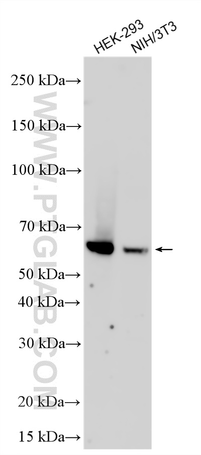 WB analysis using 21668-1-AP