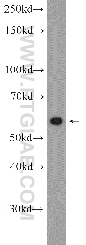 WB analysis of HepG2 using 24532-1-AP