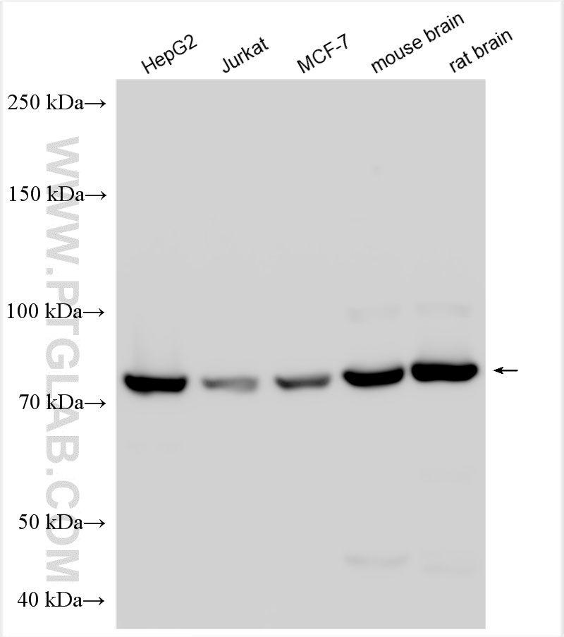 WB analysis using 23911-1-AP