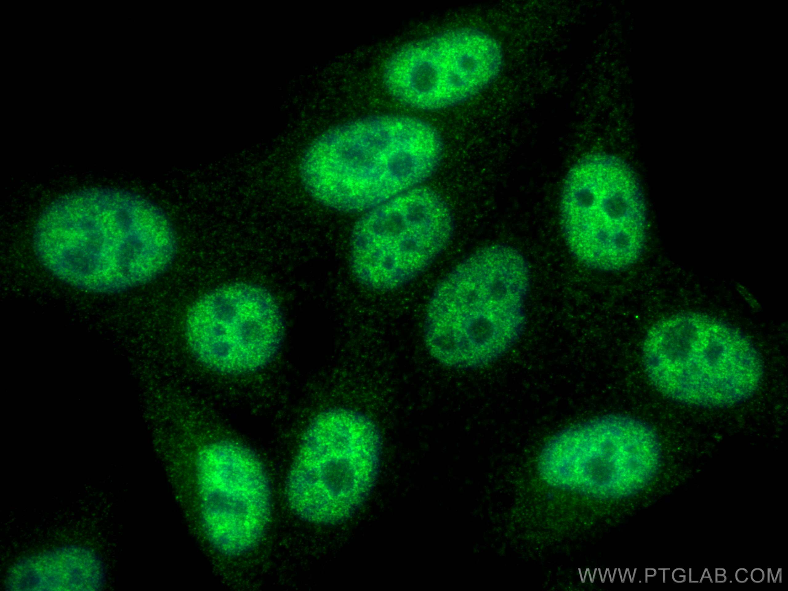 IF Staining of HepG2 using 55377-1-AP