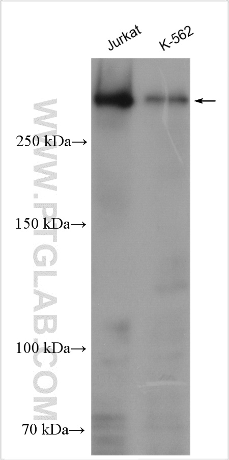 WB analysis using 55377-1-AP