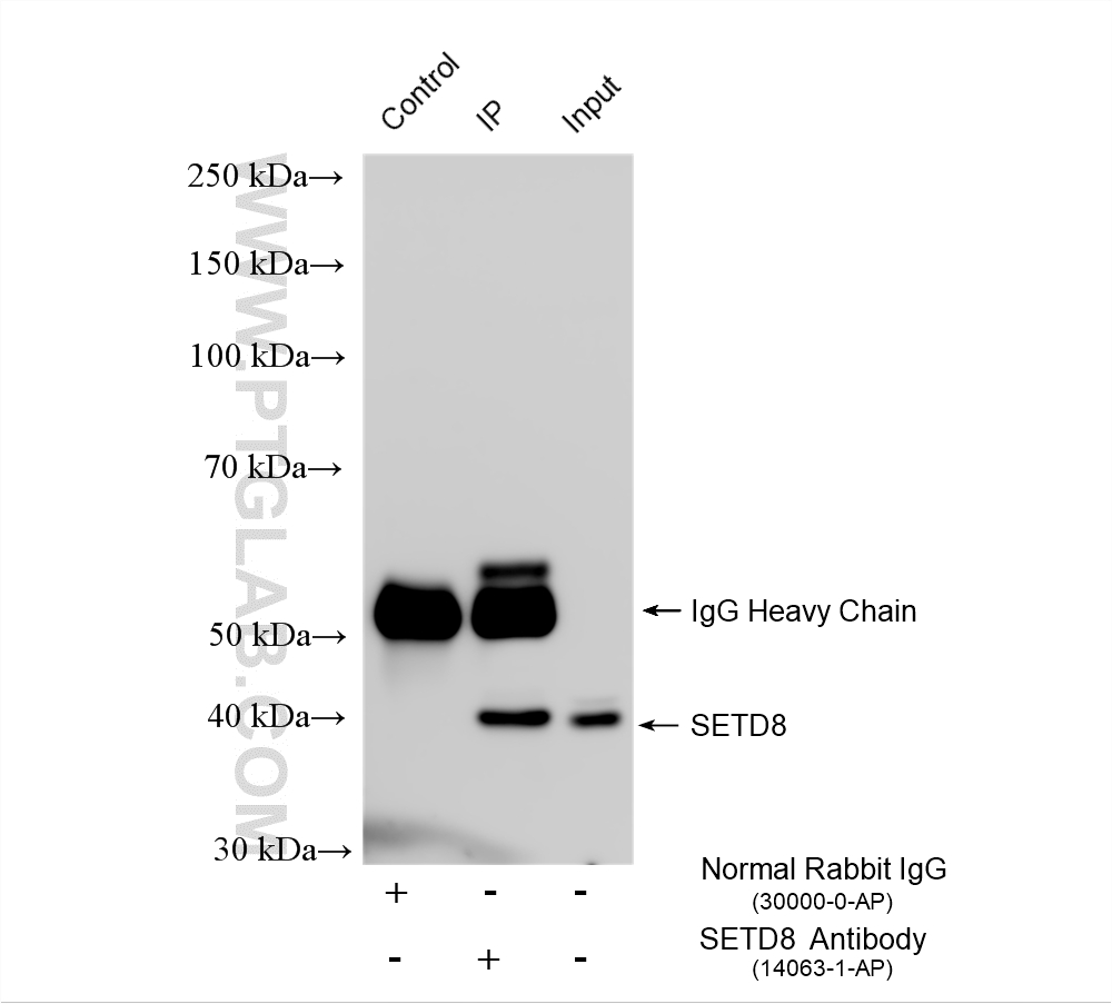 IP experiment of HeLa using 14063-1-AP